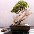 California Juniper Bonsai